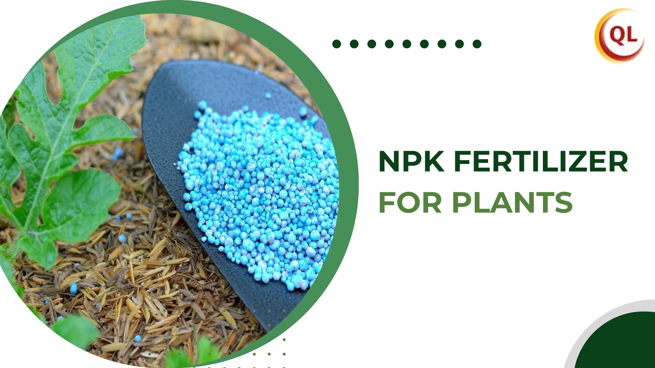 How NPK Fertilizer for Plants Supports Root Development and Flowering
