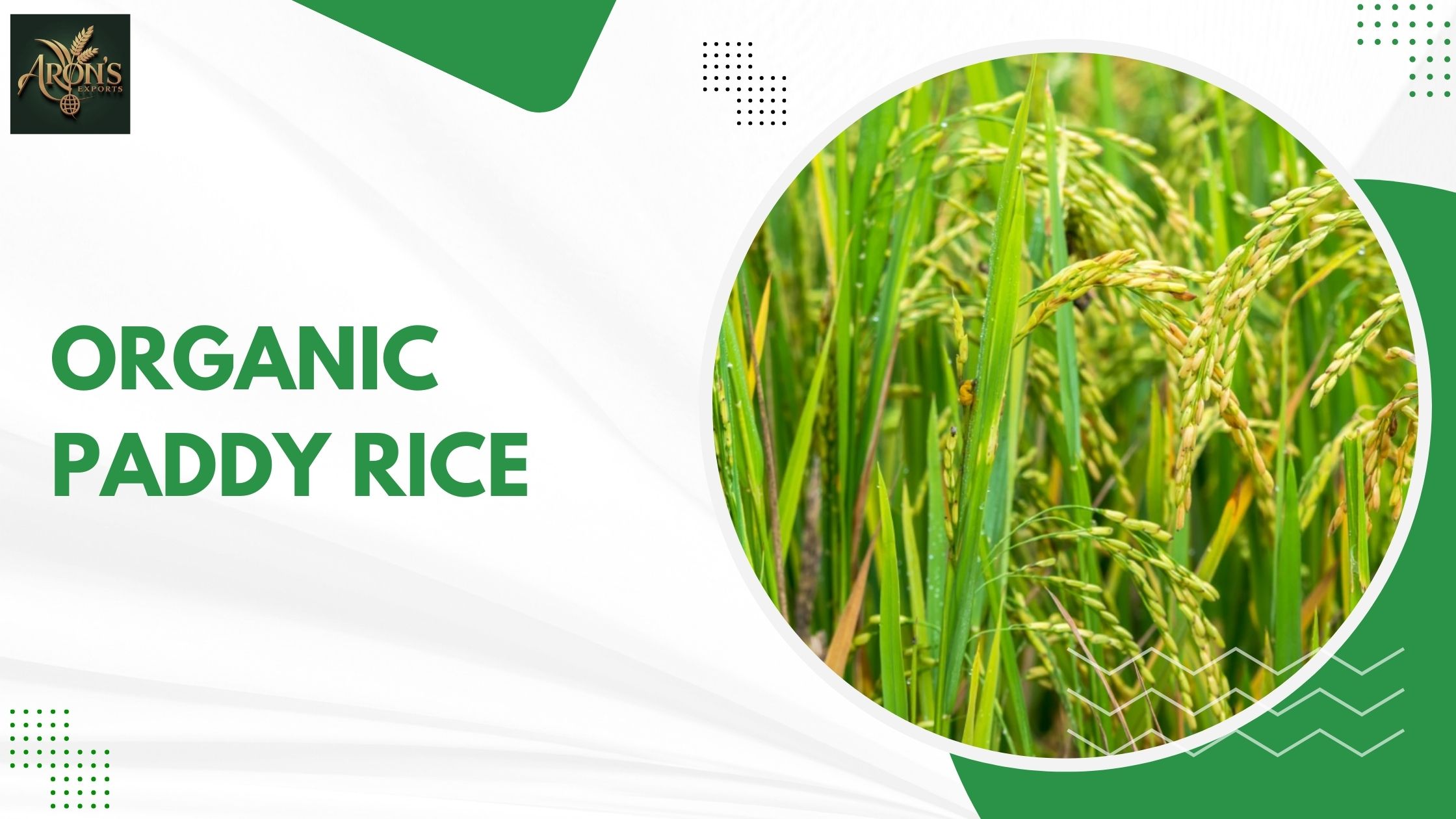 How to Transition From Conventional to Organic Paddy Rice Farming