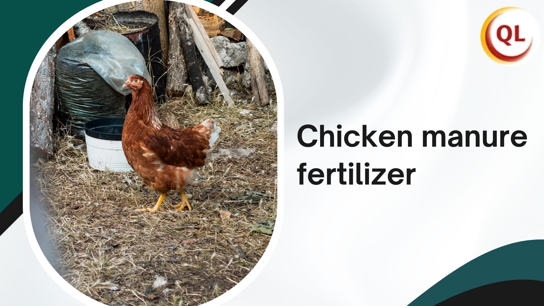 Chicken Manure Fertilizer: A Complete Guide for Healthy Soil and Higher Yields